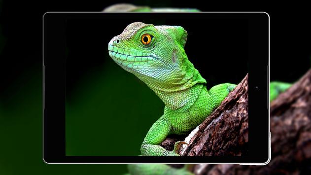 Closeup Gecko Green Lizard Reptile Wildlife Wallpaper Background HD Lizard  Wallpapers | HD Wallpapers | ID #116342