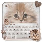 fluffy cat keyboard cute brown maine coon