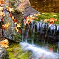 Autumn leaves and brook