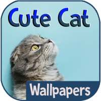 Cute Cat Wallpapers on 9Apps