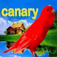 Learn canary from A to Z