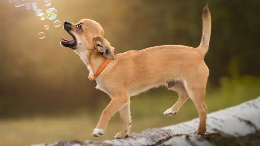 Descarga de la aplicación Fondo de pantalla Chihuahua Fondos HD y 4k 2023 - Gratis - 9Apps Descarga de la aplicación Fondo de pantalla Chihuahua Fondos HD y 4k 2023 - Gratis - 9Apps