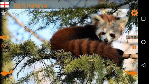 Real Animal Sounds APK Download 2023 - Free - 9Apps