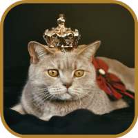 Cute Cats Images and Wallpapers on 9Apps