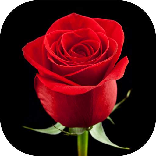 Flowers and Roses Images Wallpaper GIF