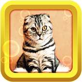 Cat stickers 2018 on 9Apps
