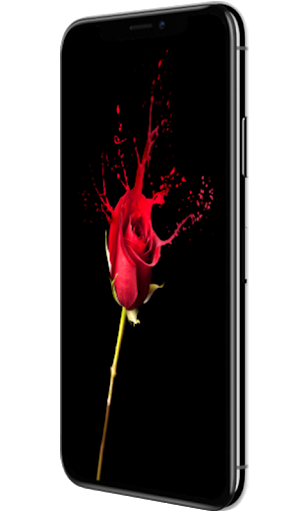 The Red And White Flower Are On A Black Background, Black And White  Pictures With Red Background Image And Wallpaper for Free Download