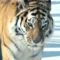 Амурский тигр - видеообои
