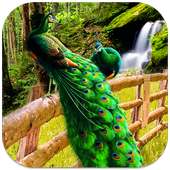 Peacock Live Wallpaper on 9Apps