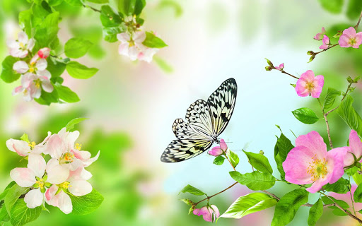 Flower Spring Live Wallpapers by 3D Beautiful Live Wallpapers  Android  Apps  AppAgg