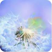 dandelion fly to the sun on 9Apps