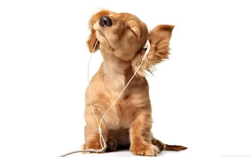 Descarga de la aplicación Perritos Fondos Animados 🐕 Cachorros Lindos 2023 - Gratis - 9Apps Descarga de la aplicación Perritos Fondos Animados 🐕 Cachorros Lindos 2023 - Gratis - 9Apps