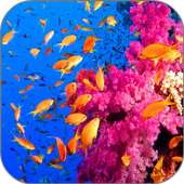 Coral Aquarium Video LWP
