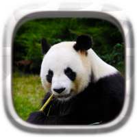 Haiwan Teka-teki: Panda
