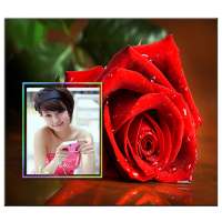 गुलाब के फूल फोटो HD फ्रेम on 9Apps