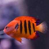 Flame Angelfish Wallpapers HD