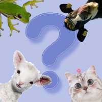 Guess the animal voice