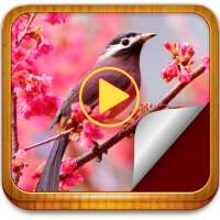 Photo movie maker on 9Apps