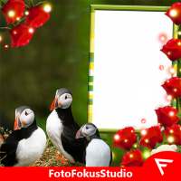 Atlantic Puffin Insta DP on 9Apps
