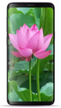 Lotus Wallpaper HD APK Download 2023 - Free - 9Apps