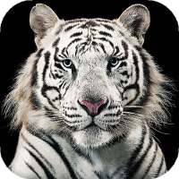 White Tiger Live Wallpaper (Backgrounds) on 9Apps