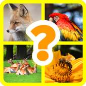 Animal Picture Quiz