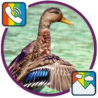 Duck - RINGTONES and WALLPAPERS on 9Apps