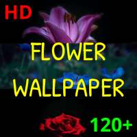 HD Flower Wallpaper Free