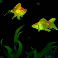 Golden Fishes Live Wallpaper on 9Apps