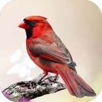 Cardinal Bird Sounds on 9Apps