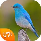Bird Sounds - Bird Ringtones 2020