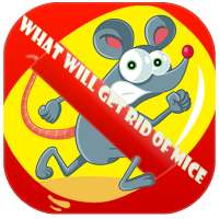 Mice In House 🇬🇧 on 9Apps