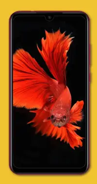 ベタの魚の壁紙アプリのダウンロード22 無料 9apps ベタの魚の壁紙アプリのダウンロード22 無料 9apps