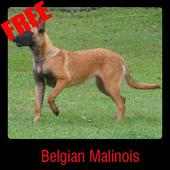 Belgian Malinois on 9Apps
