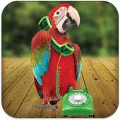 Parrot Phone Call