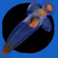 Svalbard Zooplankton Identification App