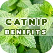 Catnip Benefits