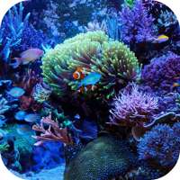 Aquarium Marin Fond d'écran on 9Apps