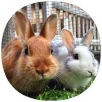 How to Take Care of a Pet Rabbit (Guide)