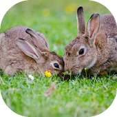 Rabbit Images