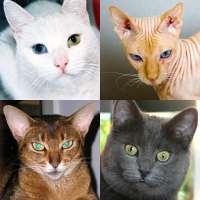 Кошки: Фото-викторина про популярные породы кошек
