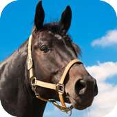 Horse Sounds on 9Apps