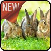 Rabbit Care on 9Apps