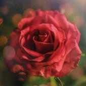 Rosas rojas con frases de amor