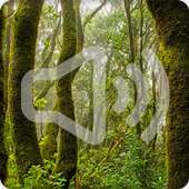Jungle Nature Sounds Ringtone on 9Apps