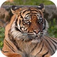 Tiger Wallpapers HD (backgrounds & themes) on 9Apps