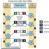 Genetic Engineering App on 9Apps