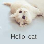 Hello cat