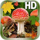 Живые обои листья грибы
