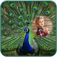 Peacock Photo Frames